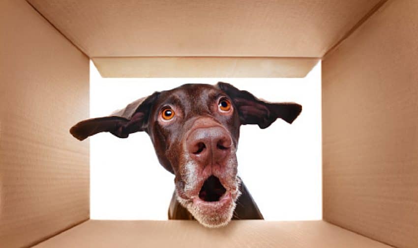 Looking for the best gifts for dog lovers for every single occasion? From birthdays to Christmas to "just because," we've got you covered!