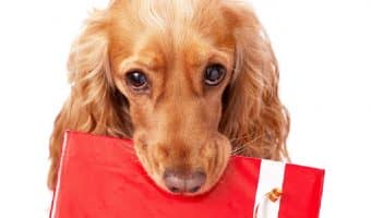 Looking for the best gifts for dog lovers for every single occasion? From birthdays to Christmas to "just because," we've got you covered!