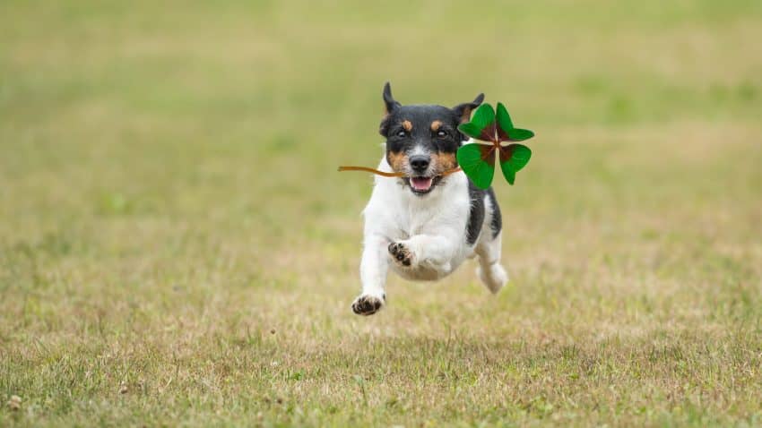 100 Outstanding Lucky Names For Dogs - DogVills 100 Outstanding Lucky Names For Dogs - DogVills
