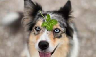 These 100 amazing lucky names for dogs are perfect for expressing how fortunate we are to have our canine pals! Check them out!!