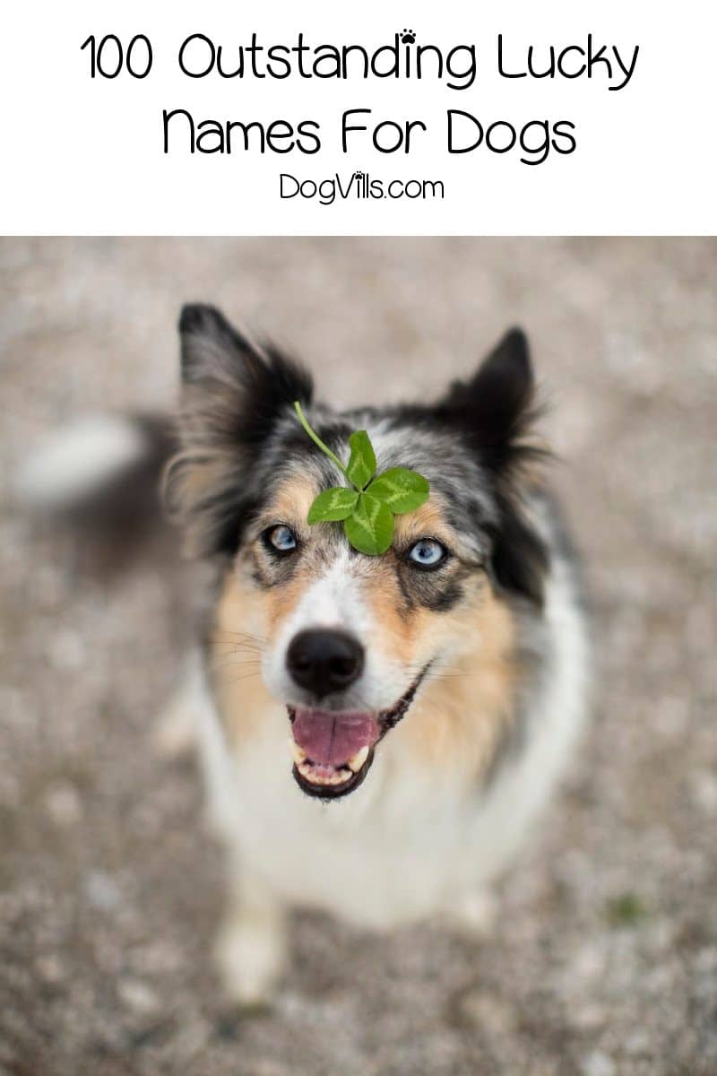 100 Outstanding Lucky Names For Dogs - DogVills 100 Outstanding Lucky Names For Dogs - DogVills