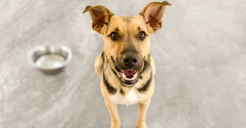 Looking for some brilliant and meaningful names for your newly rescued dog? Check out 100 we love!