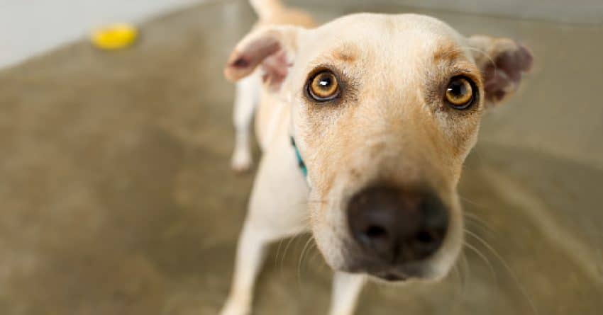Looking for some brilliant and meaningful names for your newly rescued dog? Check out 100 we love!