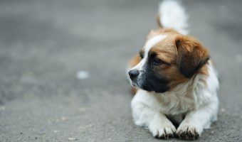 how to train a saint Bernard puppy