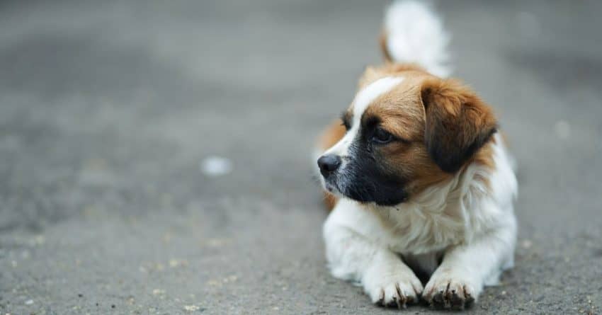 how to train a saint Bernard puppy