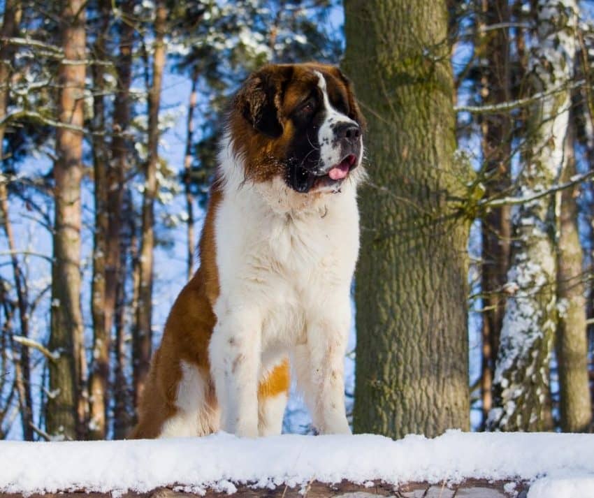  st bernard personality