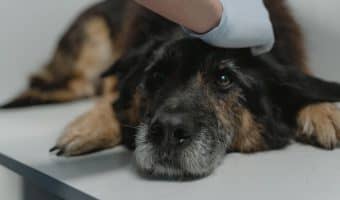 most affordable pet insurance for low-income dog owners