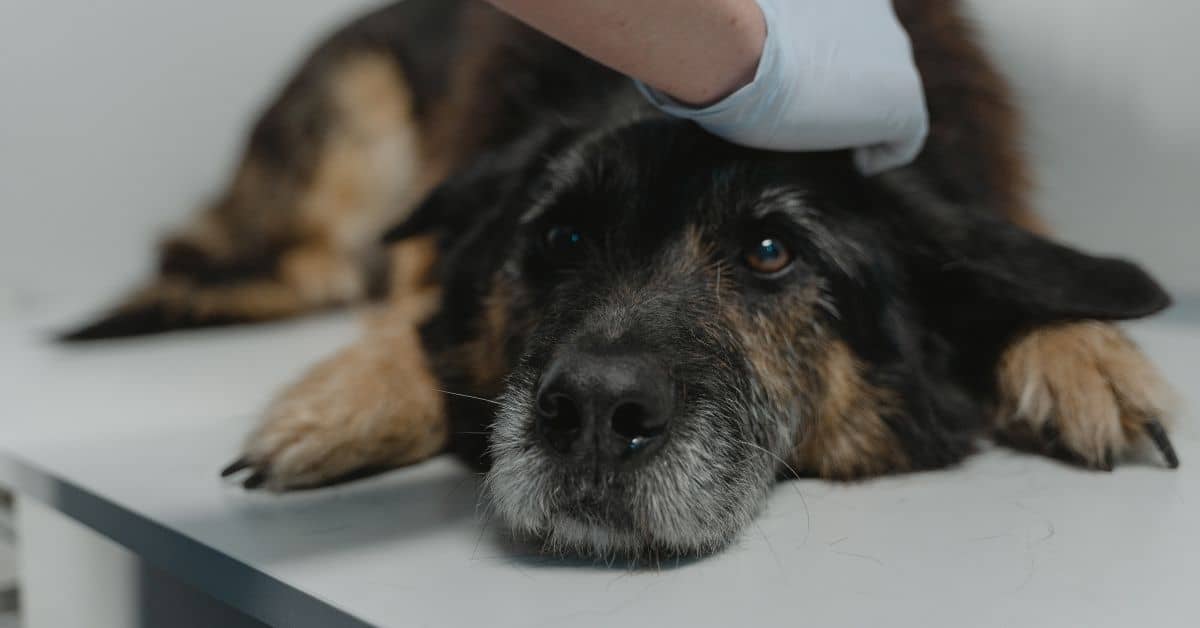 Top 12 Cheapest Pet Insurance Brands for Low-Income Dog Owners