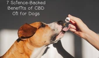 Is hemp as good for dogs as people say, or just another hyped-up trend? Check out the benefits of CBD & hemp supplements for dogs & judge for yourself!