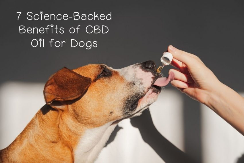 Is hemp as good for dogs as people say, or just another hyped-up trend? Check out the benefits of CBD & hemp supplements for dogs & judge for yourself!