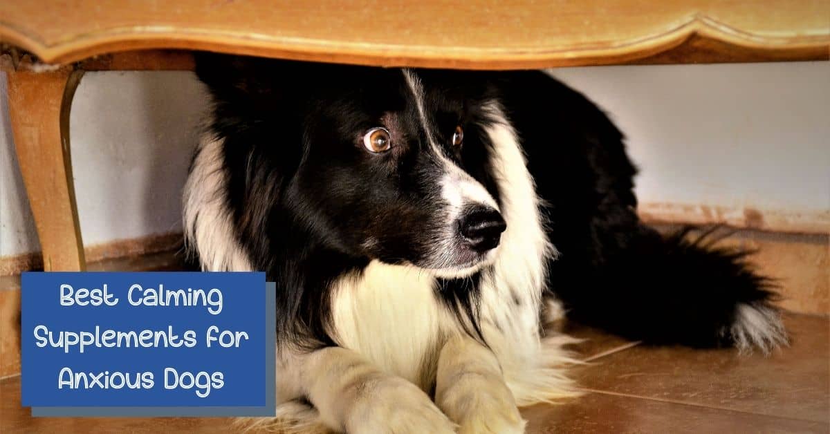 7 Best Calming Supplements for Anxious Dogs DogVills