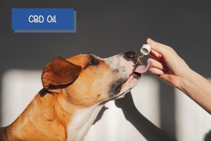 CBD Oil or Hemp Oil is one of the Best Calming Supplements for Anxious Dogs