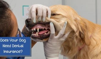 do dogs need dental insurance