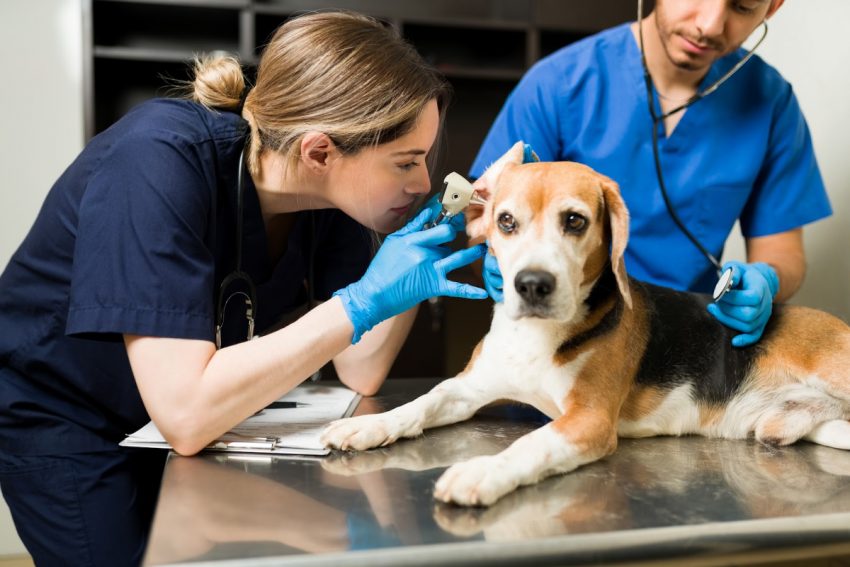 Do all vets accept pet insurance?  How will I know if they do or don't?