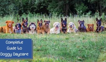 doggy daycare guide