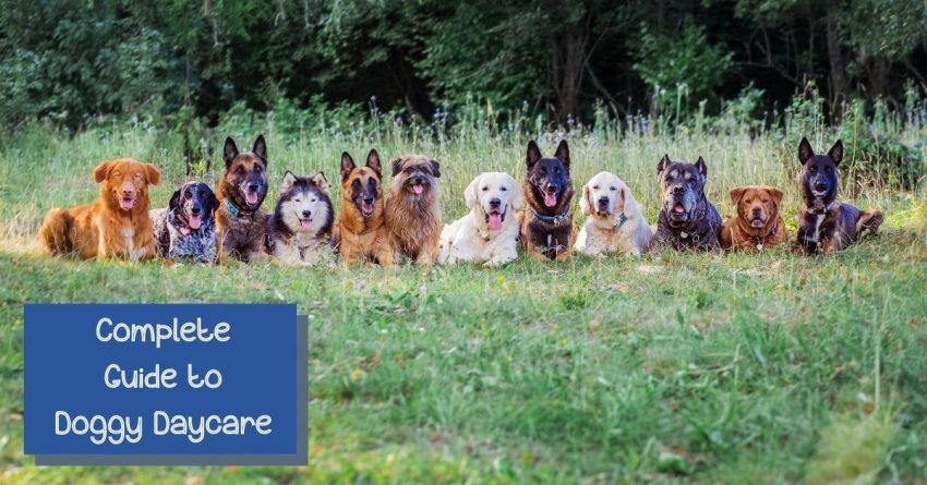 doggy daycare guide