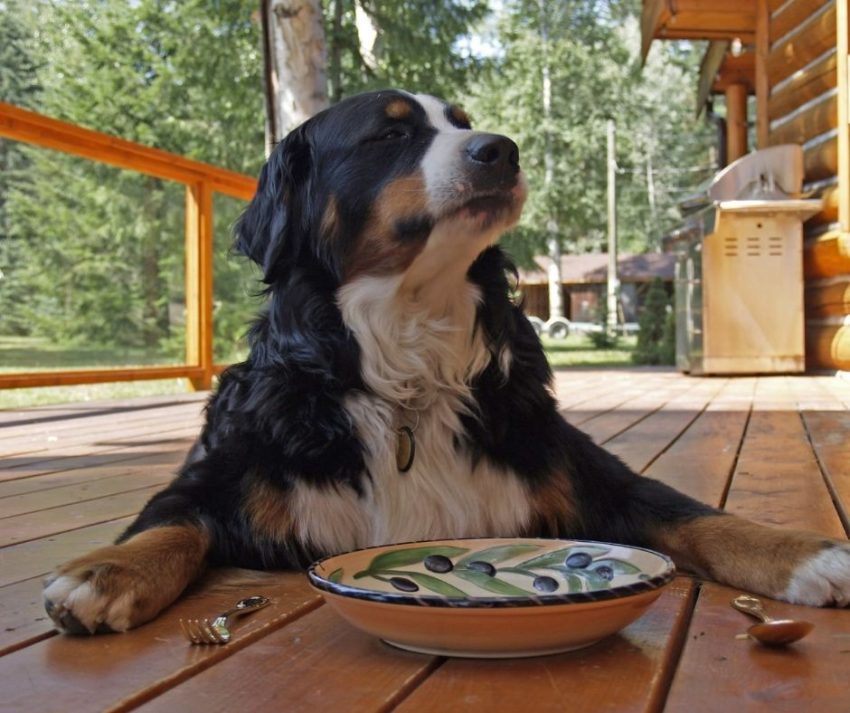 dog waiting to be served his dinner