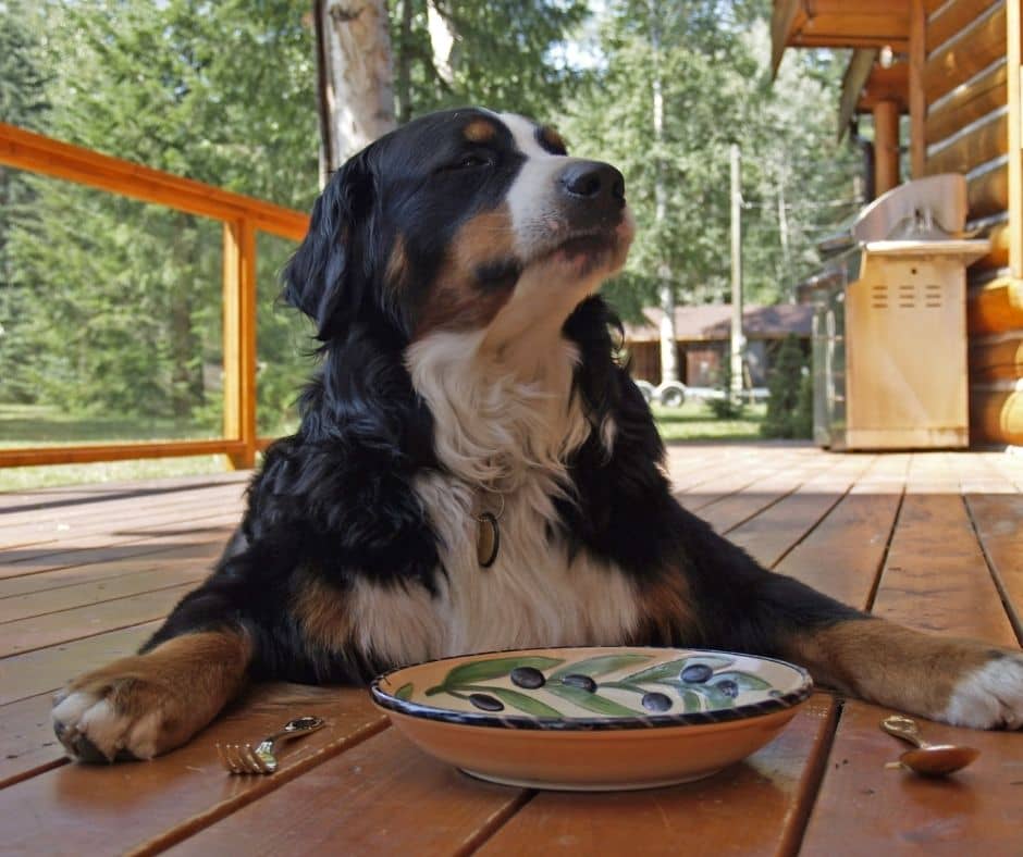 Is GrainFree Dog Food REALLY Better for Your Furry Friend? DogVills