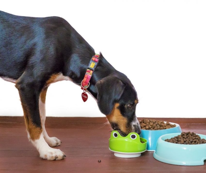 dog trying out different human-grade pet foods