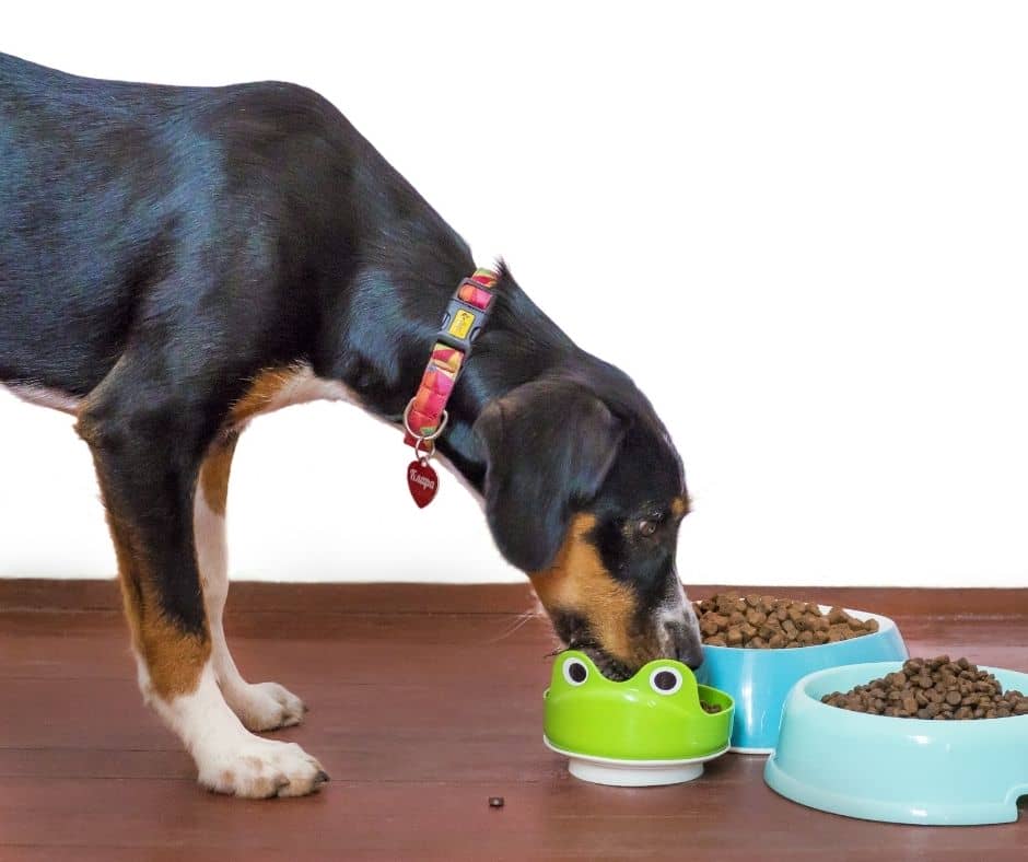 What Exactly Is HumanGrade Dog Food? (+ Top 5 Brands on Amazon)