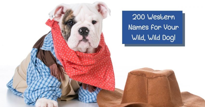 From Annie (Oakley) to Zorro, I've rounded up 200 outstanding Western dog names! You should have no problem finding inspiration for your own wild, wild pup!