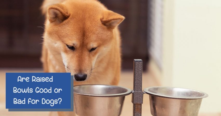 Are Elevated Dog Bowls Good or Bad