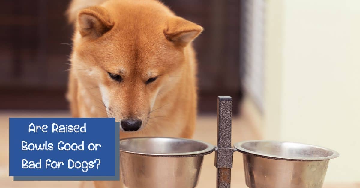 is it better for dogs to eat from elevated bowls