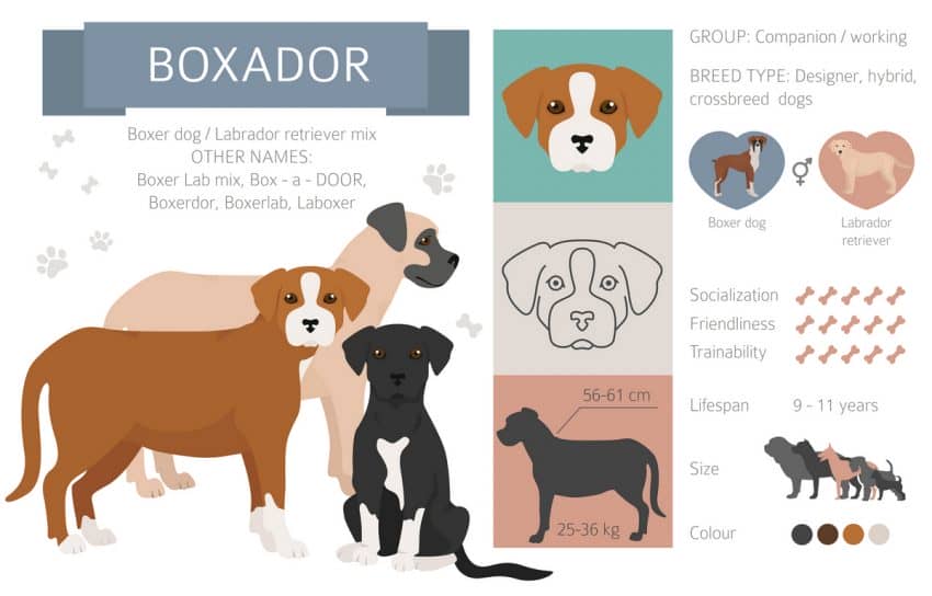 Designer dogs, crossbreed, hybrid mix pooches collection isolated on white. Boxador flat style clipart infographic. Vector illustration
