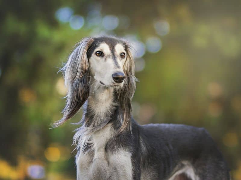 11 Gorgeous Dog Breeds That Originated in Africa