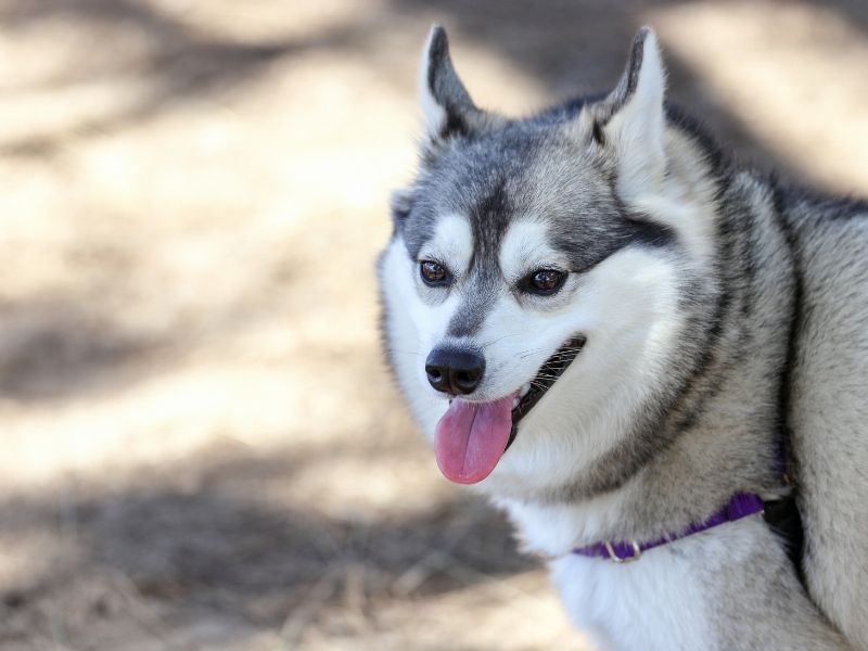 Alaskan Klee Kai dog breed