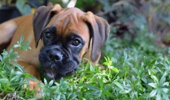 boxador dog breed