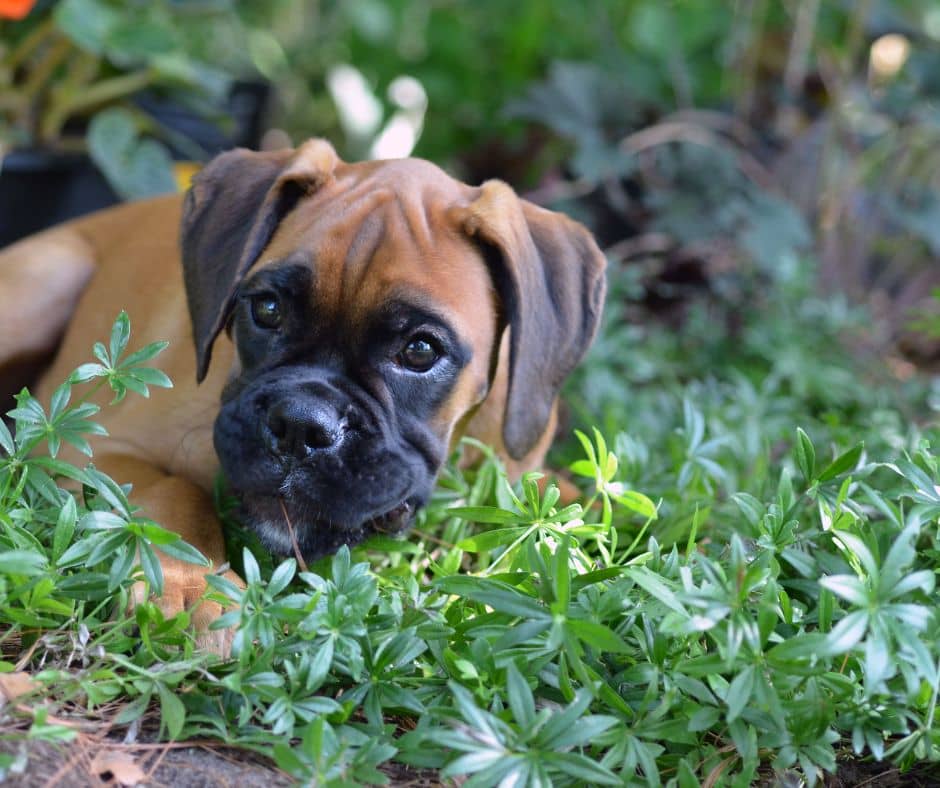 All About the Adorable Boxador Dog Breed DogVills