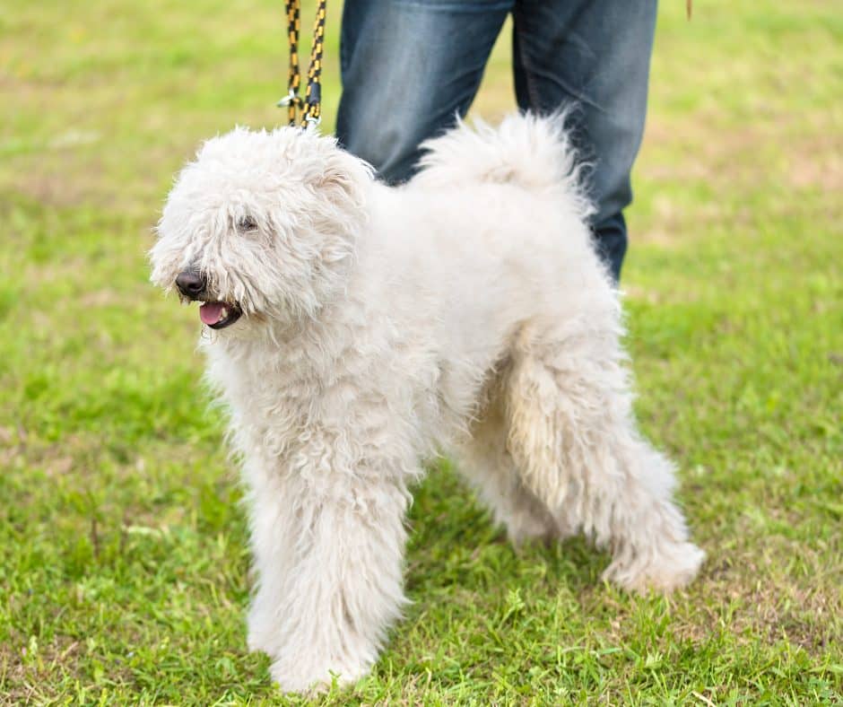 Komondor Dog Breed Guide Everything You Need to Know DogVills