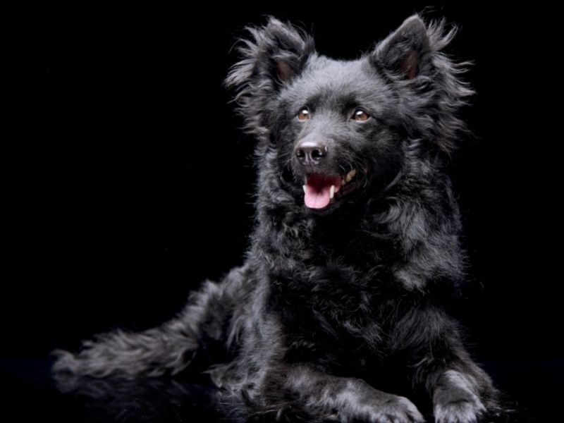The Mudi is one of the newest dog breeds in the AKC