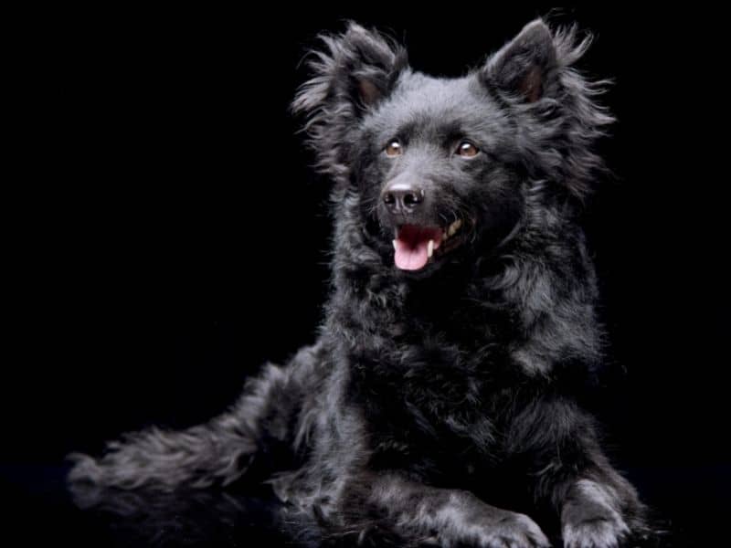 The Mudi dog breed