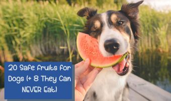Check out 20 safe fruits dogs can eat and which you should NEVER ever give them. Plus, discover the top 10 healthiest fruits for dogs!