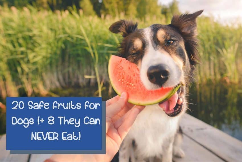 Check out 20 safe fruits dogs can eat and which you should NEVER ever give them. Plus, discover the top 10 healthiest fruits for dogs!