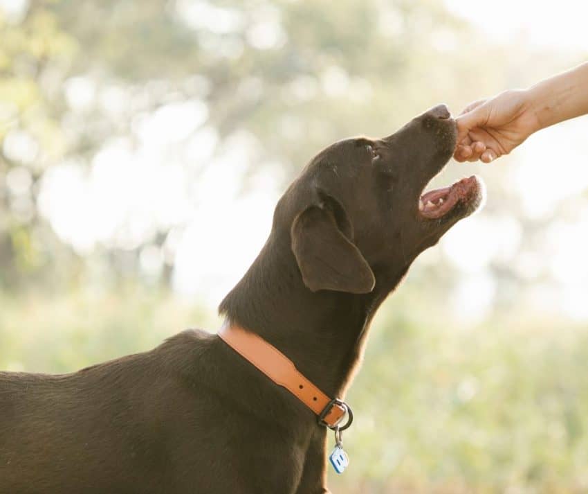 What Vegetables Can Dogs Eat (& Which Ones Are Toxic)?