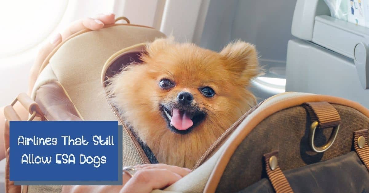 Are There Any Airlines That Allow ESA Dogs? DogVills