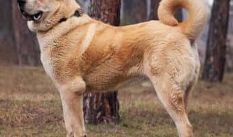 Alabai Dog Breed guide