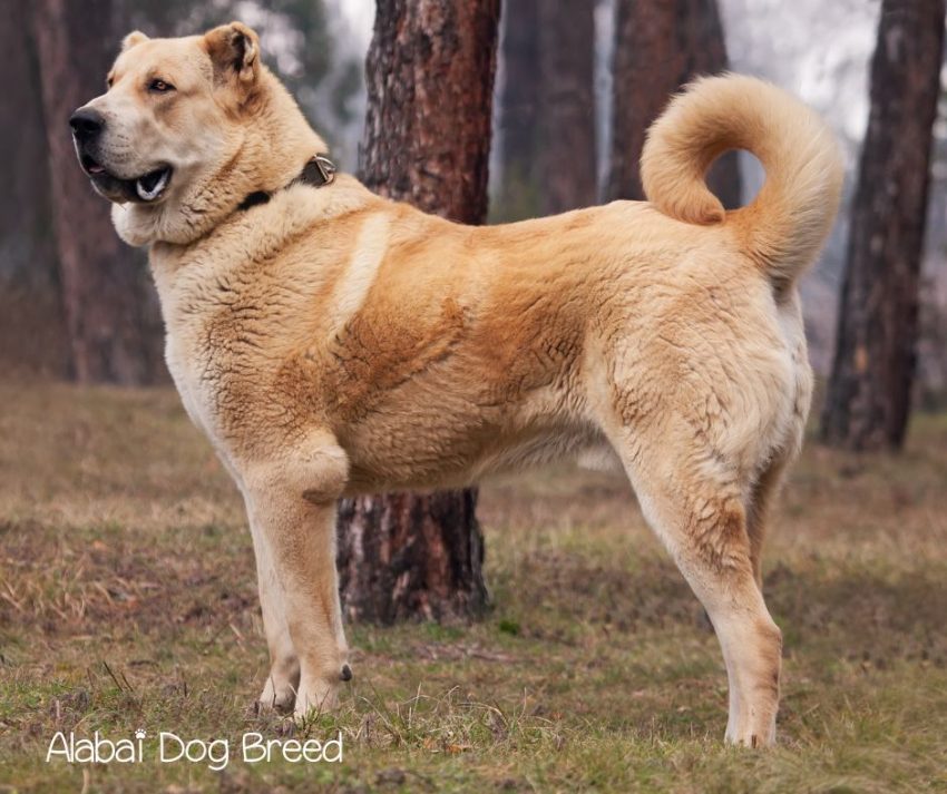 Alabai Dog Breed guide