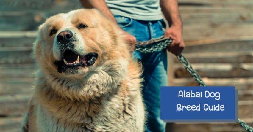Alabai Dog Breed Guide: All about the Central Asian Shepherd