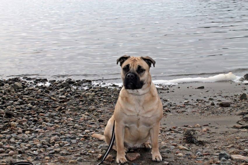 Ca de Bou dog breed guide
