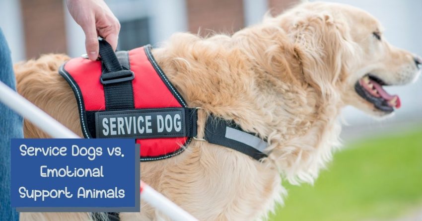 Difference Between a Service Dog and an Emotional Support Animal