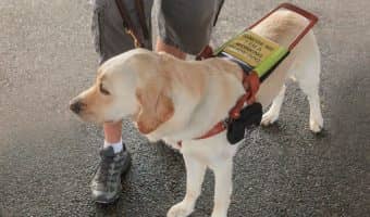 Difference Between a Service Dog and an Emotional Support Animal