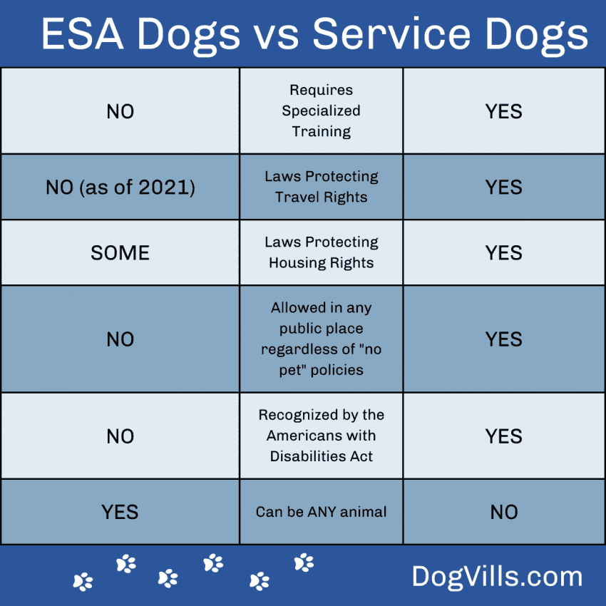 13 Frequently Asked Questions About Emotional Support Animals - DogVills 13 Frequently Asked Questions About Emotional Support Animals - DogVills