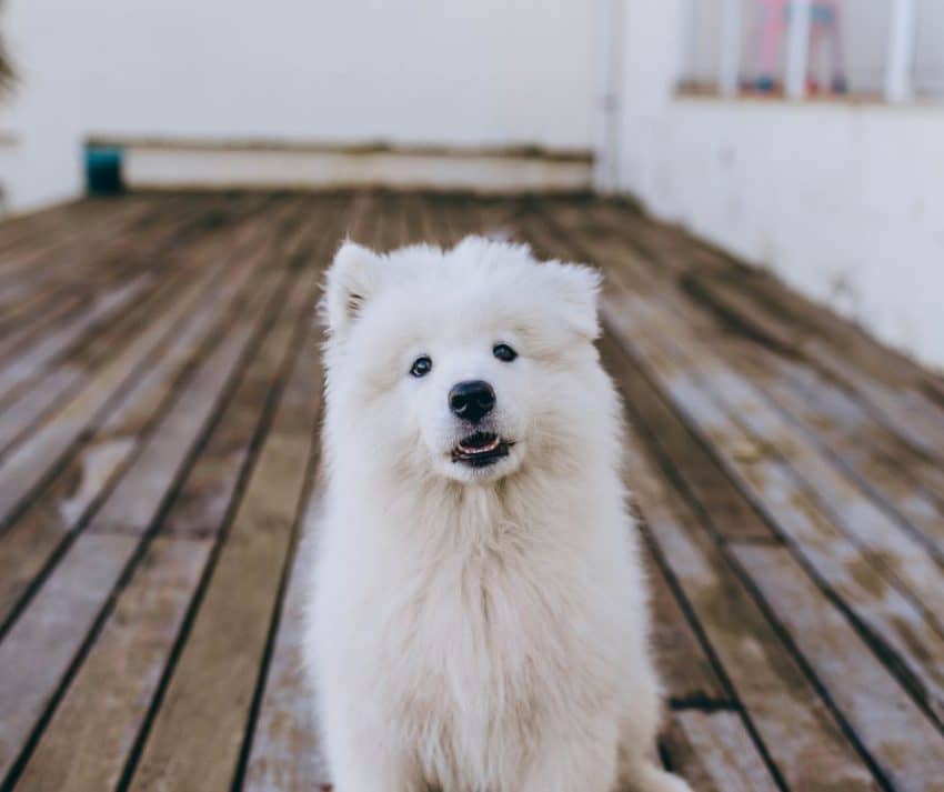 Emotional Support Animal Doctors Letter vs. ESA Registration
