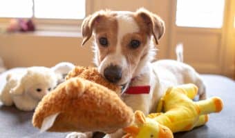 best hide and seek dog toys