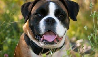 best smart dog collars