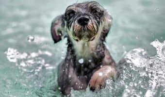 swimming pup playing with the best dog water toys